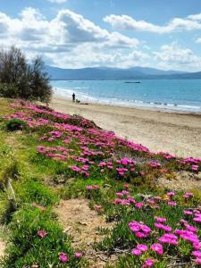 圣温琴佐Residence Solalto的海滩上一片粉红色的鲜花