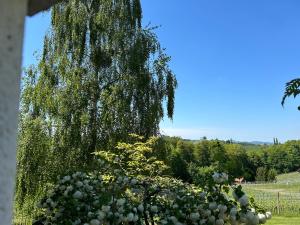 加姆利茨Haus-Eckberg 101的花园里的 ⁇ 柳树和花朵