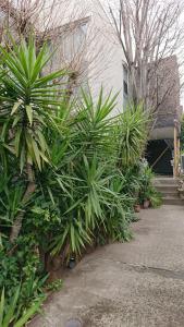东京Setagaya-ku - House - Vacation STAY 16505的一群植物在房子前面