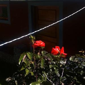 普诺TITICACA'S SALA UTA的房子前面的红玫瑰丛