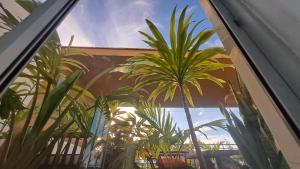 尼亚利Ary Homestay Nyali- Behind City Mall的一座楼里种有棕榈树的窗户