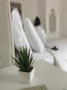 斯卡拉伯塔麦斯夏梦一室公寓酒店的坐在遥控器旁边的桌子上的植物