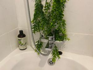 SandtonPeaceful Suburban Utopia的坐卧在浴室水槽顶上的植物