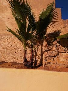 苏塞Maison de ville sousse的棕榈树坐在石墙旁