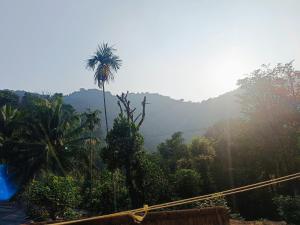 马迪凯里Jishi Homestay的森林中间的棕榈树