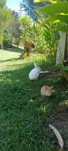 乔阿奇Skale Peregrino的两只猫坐在院子里的草地上