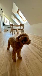 奈达Nida Oasis Apartment的一只小棕色狗站在木地板上