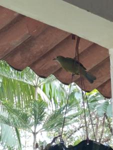 Sítio Peregrino das Estrelas的栖息在房子天花板上的鸟