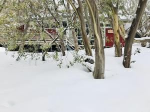 布勒山Nutcracker Ski Club的围栏旁的雪地里有一团树