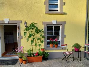 KilteganFelicity Cottage的黄色建筑,有盆栽植物和窗户