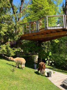 拉多夫吉卡Apartments Kokl - Adults only的两只羊在木桥下的草地上放牧