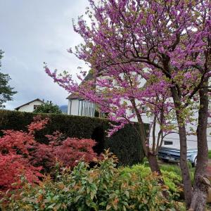 万泽内姆Les vignobles d'Alsace的 ⁇ 前开花的紫色花树