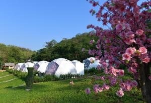 Ban Nong Ka ChaNiNo San Glamping - Pak Chong的一片田野上的一排白色帐篷,里面种着粉红色的花