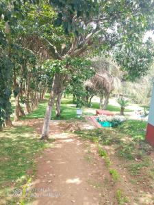 布兰太尔Ruby's Guesthouse Chigumula的一条穿过树木林立的公园的土路
