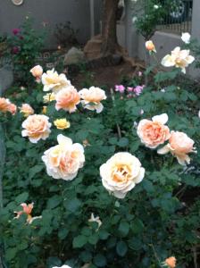 约翰内斯堡Bio-Pointment Guest Suites的花园里的一束粉红色玫瑰