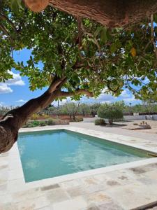 洛科罗通多Pietra Pesara的院子中树下的游泳池