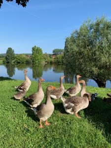 都图河畔巴德弗尔斯海岸酒店的一群鸭子站在湖边的草地上