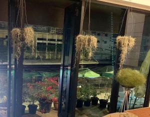 曼谷SUSU khaosan hostel的挂在窗户上的盆栽植物