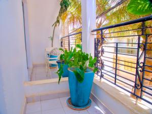 达喀尔达喀尔国际旅舍的阳台上的一个蓝色盆栽植物
