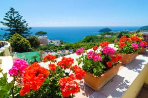 伊斯基亚圣拉斐尔温泉酒店的阳台上的一大束鲜花,俯瞰着大海