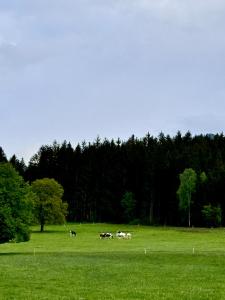 克里格拉赫Haus Gruber - Valentina & Gabriel in der Waldheimat的一群牛在草地上放牧