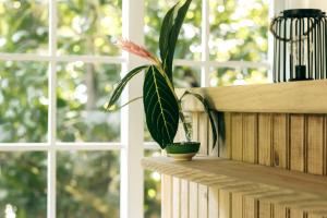 Big CreekCasa de Mono Bocas的坐在窗边的架子上的植物
