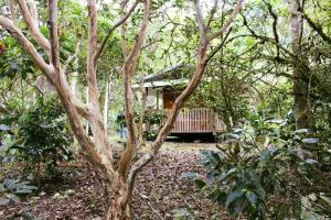 基多Bosque Secreto - Private Cabin and Camping的树林中的一个小屋