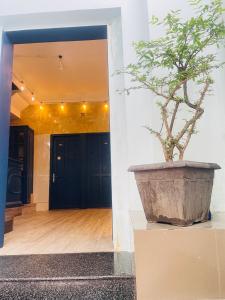 胡志明市Lyly Hotel - Pham Ngu Lao的门前大锅里的植物