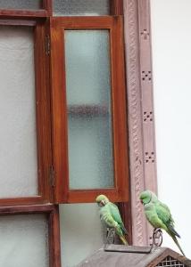 焦特布尔Rigmor haveli的两只绿色鸟坐在窗前