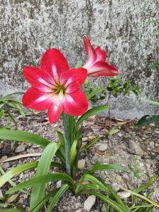 埔里山水桃米居的墙上两朵红花