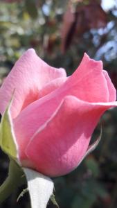 萨利杰尔梅Rose Apart的花园里正在生长着粉红色的玫瑰
