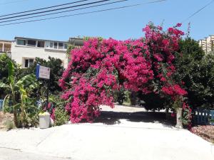 萨利杰尔梅Rose Apart的挂在人行道上的一束粉红色的花