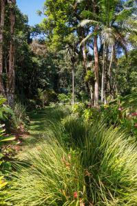 特雷索波利斯Chalé Shakti的种有高大的草和棕榈树的花园