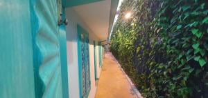卡图纳耶克Hello Airport Hotel, Katunayaka的走廊上设有绿墙,种植了植物
