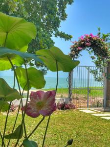 峇都丁宜Smell rose beach garden的花在有门的院子中的植物