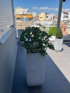 比雷埃夫斯Piraeus Relax的两株盆栽植物坐在阳台的顶端