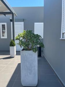 比雷埃夫斯Piraeus Relax的两株盆栽植物坐在建筑物的一侧