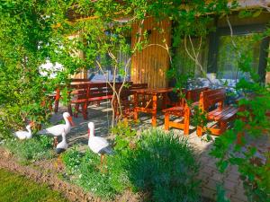 SaschizPensiunea Keisd的花园,有两只鸟,有桌子和长凳