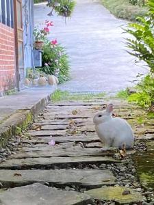 T'an-nan忘憂天空民宿的一只白兔坐在石头路上