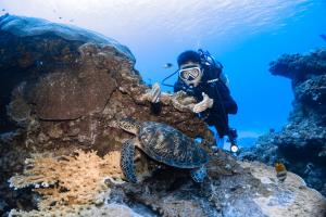 绿岛走走 潜水背包旅宿的珊瑚礁上的潜水员和海龟