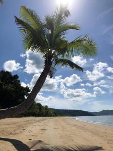 布桑加Magalong Villa at Holy Land in Busuanga的棕榈树坐在沙滩上