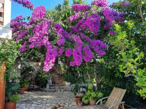 康斯基Villa Lavanda的花园里的一束紫色花