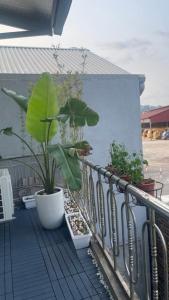 Hoàng NgàCat homestay的建筑一侧种植盆栽植物的阳台