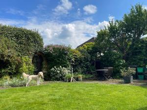 布罗姆利克雷农场旅馆的狗站在院子的草地上