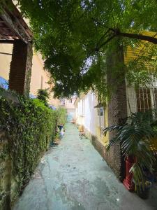 萨尔瓦多Hostel Sol da Barra的建筑一侧有植物的狭窄小巷