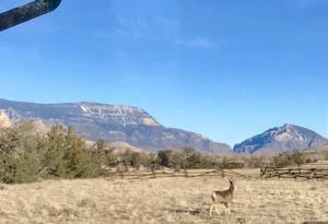 麋鹿城黄石杀手鳟宾客牧场住宿加早餐旅馆的站在山地的山地里,以骆驼为背景