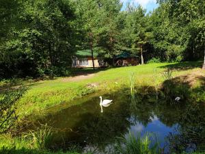 奥格雷Pūču māja/Owl house namiņš Ogrē的在一个院子的池塘里游泳的白天鹅