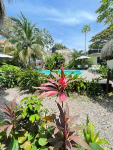 帕洛米诺chill out hostel的一个带游泳池和粉红色花的花园
