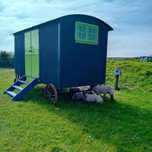 Saint IshmaelsCoast path camping的草上放着绵羊的蓝色棚子