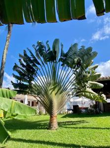 劳鲁-迪弗雷塔斯萨尔瓦多乐园酒店的伞下草下的棕榈树